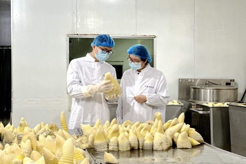 搶鮮出海 畬鄉筍罐頭走俏西班牙，傳統食品打開國際新銷路